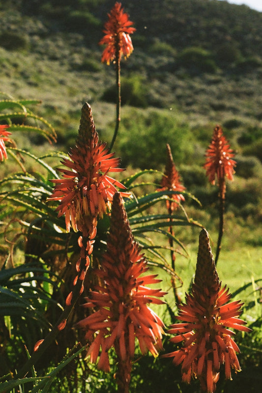 Aloe Aloe