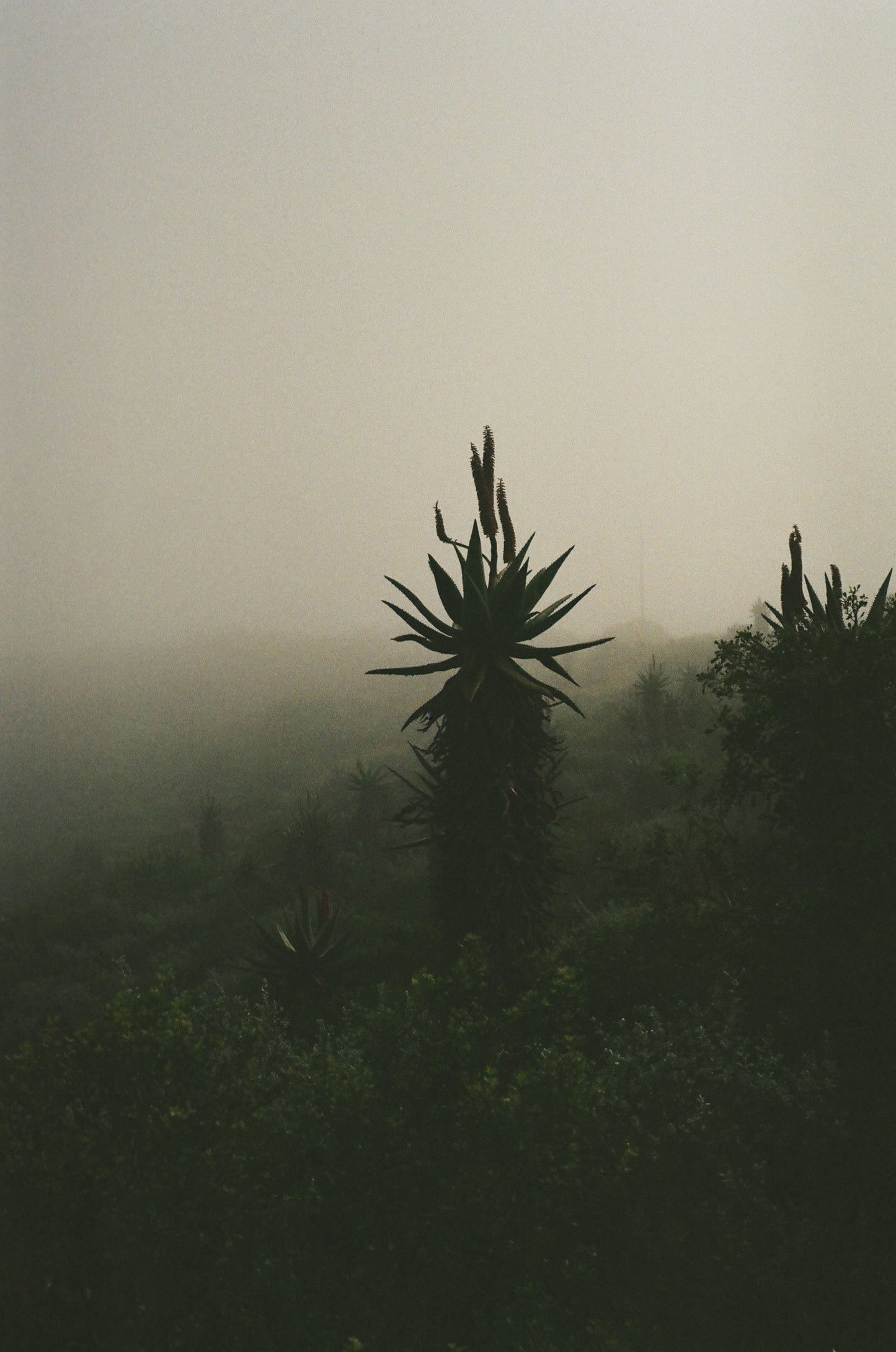 Misty Mornings