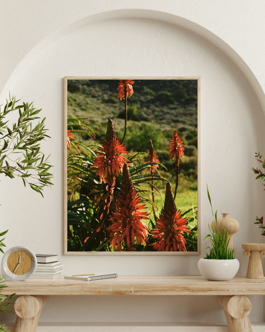 Aloe Aloe